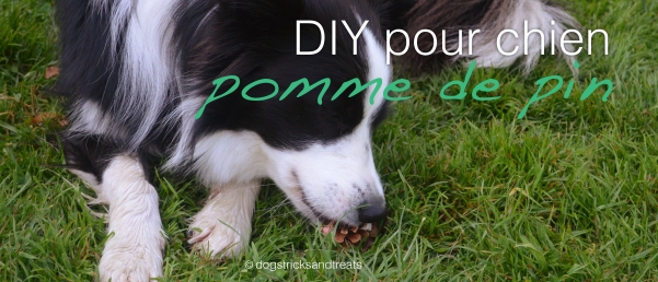DIY pour chien : jouet d'occupation - la pomme de pin
